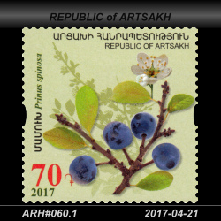  70 Dram / Prunus spinosa