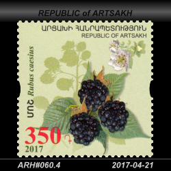  350 Dram / Rubus caesius 