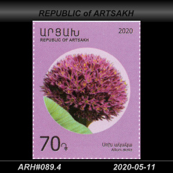  70 Dram / Allium akaka 